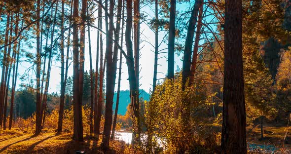 Mountain Evergreen Pine Tree Forest Timelapse at the Summer or Autumn Time alt