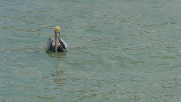 Pelican Taking Off From Water Towards the Camera