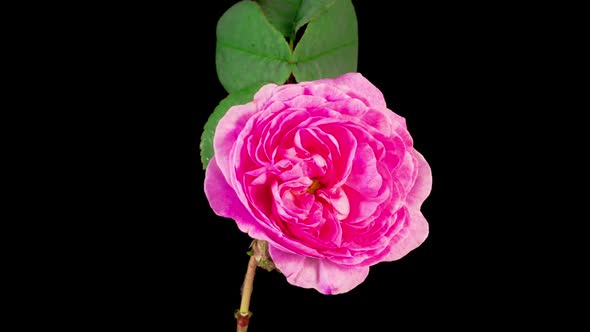 Time Lapse of Opening Pink Rose Flower alt