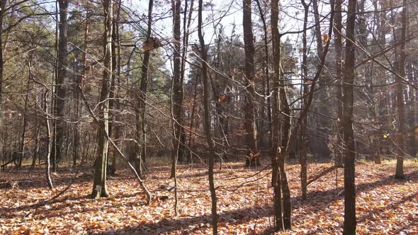 Trees in the Autumn Forest in the Afternoon alt