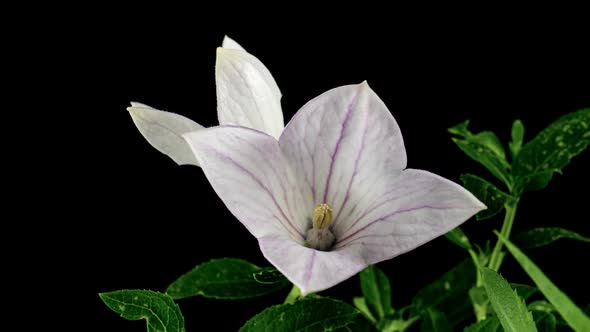 White Platycodon Flower Opening Blossom in Time Lapse on a Black Background alt