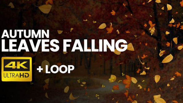 Falling Leaves Autumn 4K+Loop [Transparent]