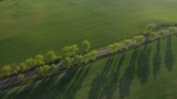 Aerial View of a Green Field and a Road .Green Field in Europe.Nature Of Belarus, Sown Green Field  alt
