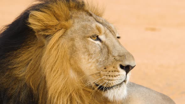 Tight Close up of a Asiatic Lion in its full magnificent glory as the Royal Mane flows in wind alt
