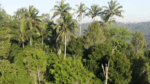 Orbiting around palm trees in the rainforest