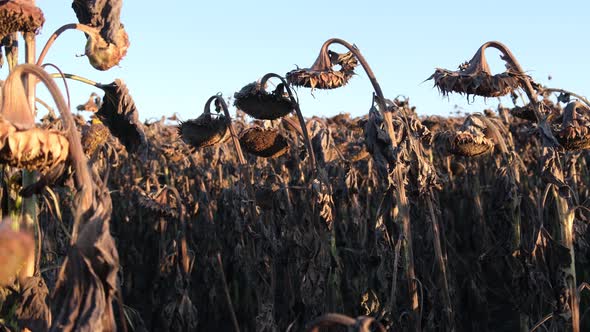 Dry Autumn Sunflowers with Ripe Seeds are Ready for Harvest alt
