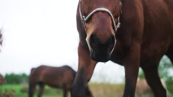 Two Dark Bay Horses Grazing In The Horse Farm Horse Eating Grass In The Field alt