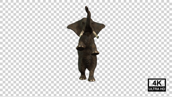 Elephant Standing On Hind Legs Front View alt