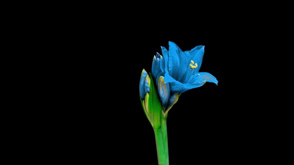 Time Lapse of Growth of White Hyperastrum Buds on Black Background alt