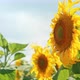Sunflowers (2K) - VideoHive Item for Sale