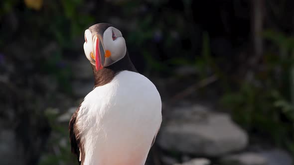 Cute Atlantic puffin bird yawning in extreme close up at sunset alt