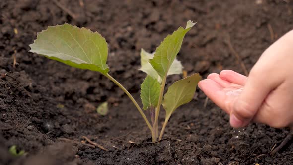 Farmers Hand Pours Water on Small Sprouts of Cabbage on Fertile Soil. Slow Motion. Conservation of alt