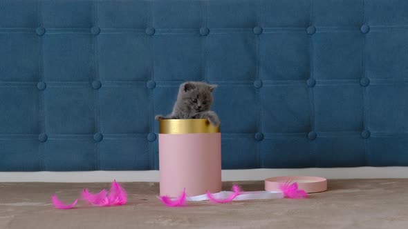A small grey Scottish kitten climbs out of a round gift box, Nice gift