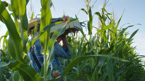 Farmer Carrying Heavy Wooden Box Full of Fresh Ripe Vegetables on Shoulder Back View alt