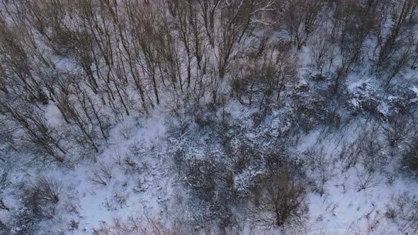 Magical Winter Landscape Forest Trees Covered Snow Sunset in Winter Period alt