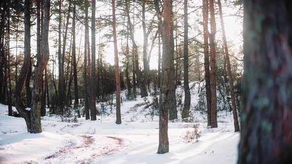 Sun is Breaking Through Trees in the Forest at the Sunset in Winter