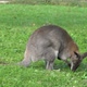 Kangaroo - VideoHive Item for Sale