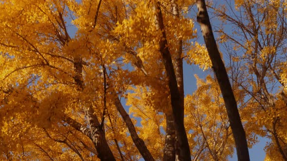 The bright yellow leaves of the Ginkgo Biloba tree in autumn alt