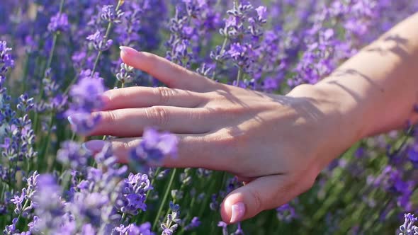 The woman's hand gently touches the flowers of the lavender field. alt