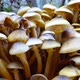 Honey Fungus Mushrooms - VideoHive Item for Sale