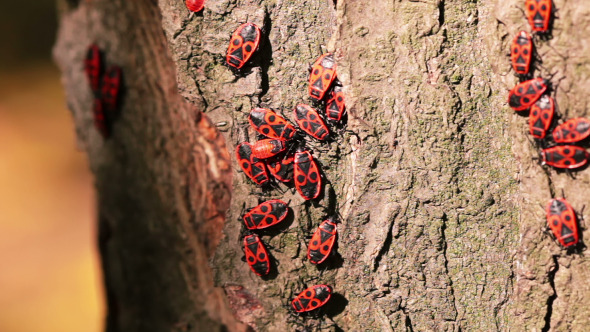 Firebugs on a Tree Trunk alt