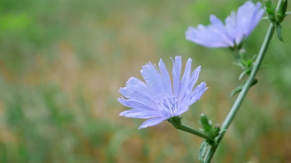 Blue Cichorium Flower in Field