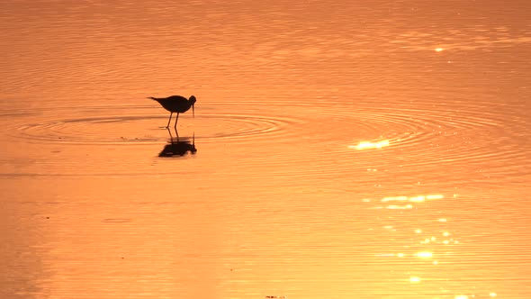 Lonely Bird Is Walking on the Shallow Water an Catching Fish on the Sunset on the Sea Beach alt