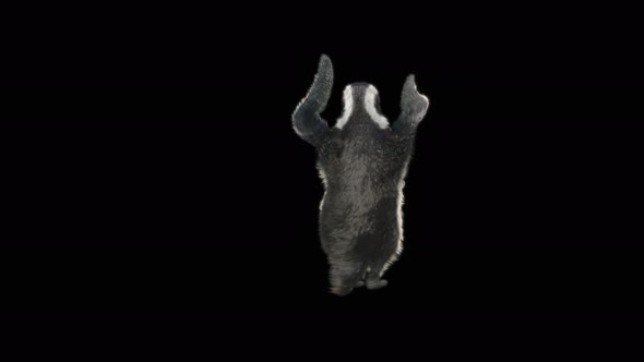 78 Penguin Dancing 4K alt