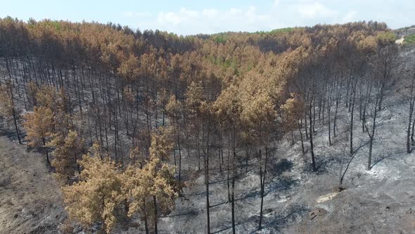 Dried Trees that Turned to Ash the Day After the Forest Fire alt
