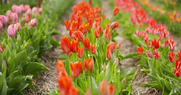 Tulips Plantation in Netherlands Agriculture alt