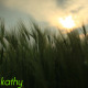 Wheat Field At Sunset - VideoHive Item for Sale