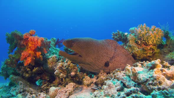 Murena on Coral Reef
