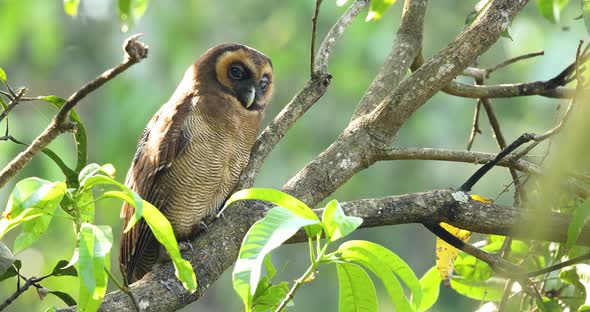 Powerful Brown Wood Owl sitting on a mango tree calling out softly in early morning alt