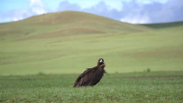 A Free Wild Vulture in Natural Habitat of Hill alt