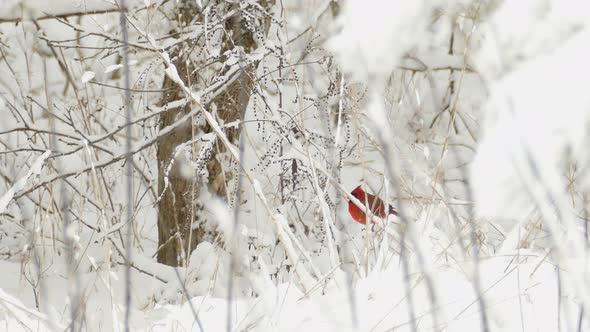 Northern Cardinal Bird On Snow Tree Twig In Wilderness - Winter Weather In Eastern Canada - wide sho alt