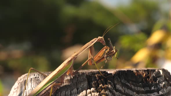 A Mantis Religiosa Insect Eating the Grasshopper on a Closer Look in Japan