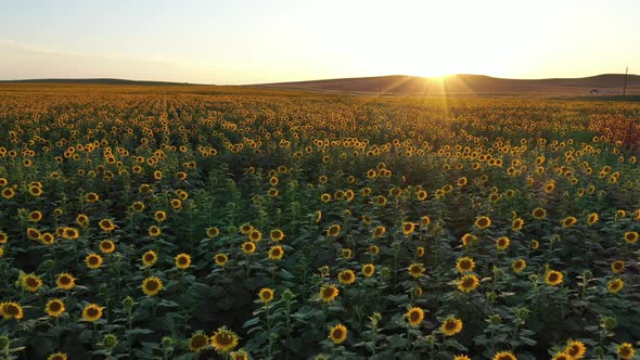 South Dakota Sunflower Field at Sunset