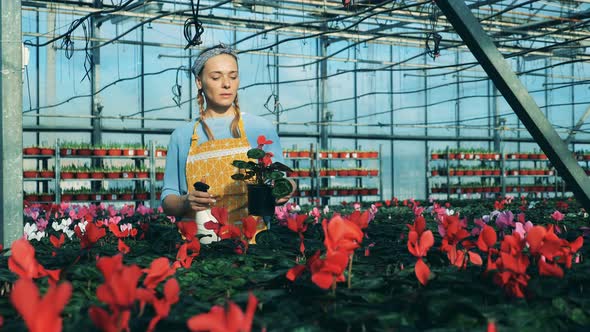 Person Watering Cyclamen in Pots, Working at a Modern Greehouse. alt