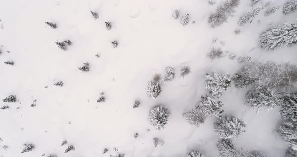 Forward Overhead Vertical Aerial Above Woods Snowy Forest