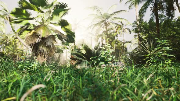 Tropical Forest with Plants and Trees in Sunlight alt