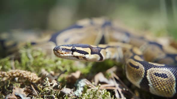 An Adult Boa Constrictor Hisses and Sticks Out Its Tongue in Closeup alt