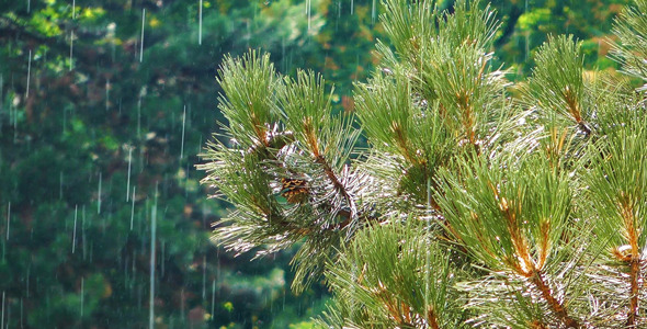 Pine Cone Tree in the Rain alt