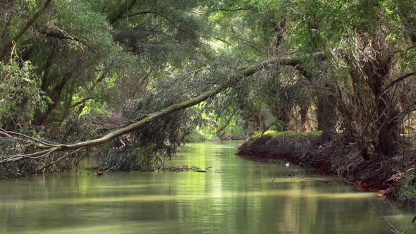 Flying Low Over Green Waters Of Danube Delta River Surrounded By Lush Foliage Forest Nature Landscap alt
