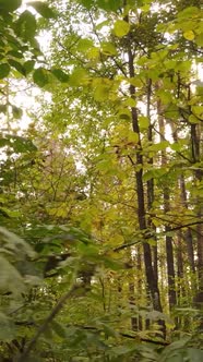Vertical Video Trees in the Autumn Forest in the Afternoon alt