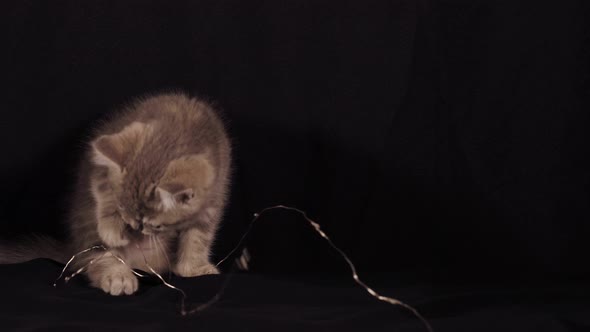 Scottish Straight Kitten Is Playing alt