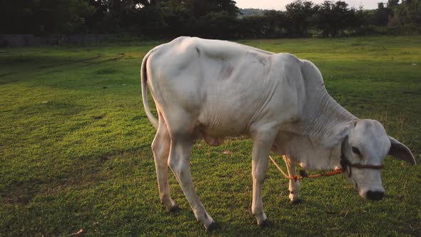 Cow eating grass in outdoor farm during sunset alt