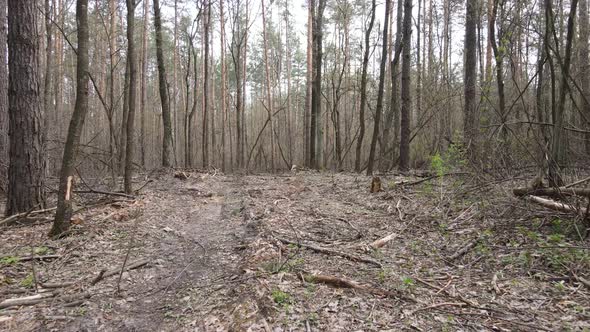 Road in the Forest During the Day Slow Motion alt