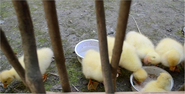 Ducklings alt