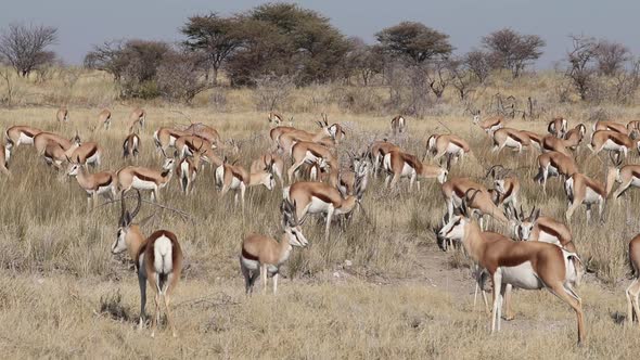 Springbok Antelope Herd - Etosha National Park alt
