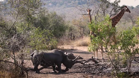 Southern white rhinoceros in Kruger National park, South Africa alt